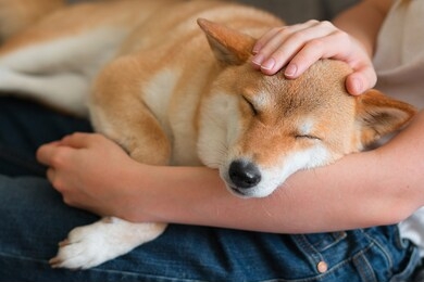 a woman petting a cute red dog shiba inu, sleeping on her lap. close-up. trust, calm, care, friendship, love concept. happy cozy moments of life. stay at home concept