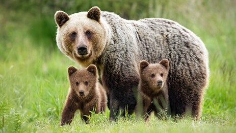 protective female brown bear, ursus arctos, standing close to her two cubs. an adorable young mammals with fluffy coat united with mother in the middle of grass meadow. concept of animal family.