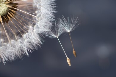 a dandelion head with two loose ses hanging together. a symbol of togetherness