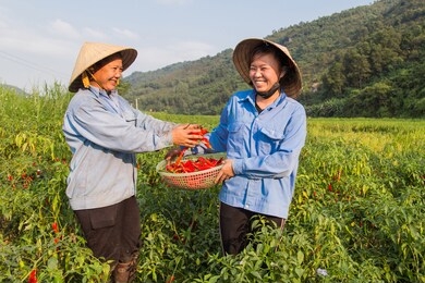 happy vietnamese woman farmer harvesting red pepper chili on the field.
