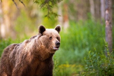 brown bear (ursus arctos) on the verdant meadow in finnish wilderness at sunset.