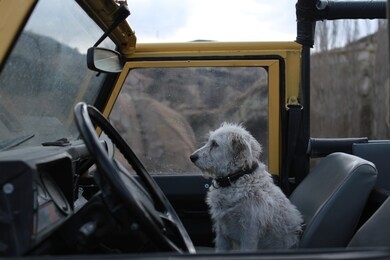 the journey of turkey, always a smart puppy, always sits in the co-driver position
how smart is a dog? every time we get in the car, this dog will jump to the co-pilot and wait for us to drive
