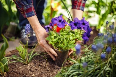 closeup of woman's hands planting violet flower into the ground in her home garden helping with a trowel. a gardener transplant the plant on a bright sunny day. horticulture and gardening concept