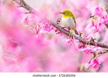 japanese white-eye and pink cherry blossom.