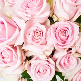 bouquet of pink roses. close-up, top view