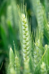 the wheat spike in the field