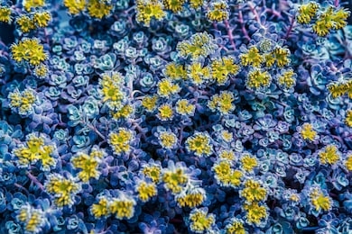 beautiful plant purpereum in blue and yellow colors. natural leaves and flowers texture. nature background of fresh leaves. night mood.