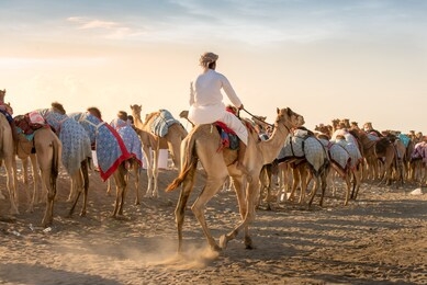 group of camels and arabian beduin riders walking in ibra desert in countryside of muscat, oman.