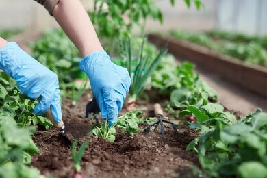 gardeners hands planting and picking vegetable from backyard garden. gardener in gloves prepares the soil for seedling.