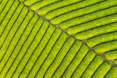 tea farm closeup, green tea plantation background