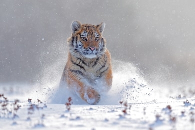 tiger in wild winter nature, running in the slash snow. siberian tiger, panthera tigris altaica. snowflakes with wild cat. action wildlife scene with dangerous animal. cold winter in taiga, russia. 