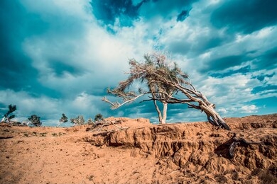 mongolian wild nature, gobi and khangai