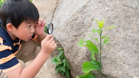 the selective focus of an asian child is exploring and using magnifying glass to observe the moving wild caterpillar on the plant leaf next to the rock.curiosity and outdoor learning of kids concept.