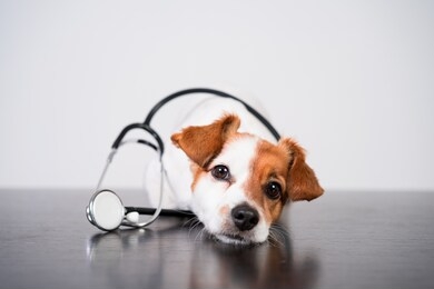 cute jack russell dog at veterinary clinic. holding a stethoscope. veterinary concept