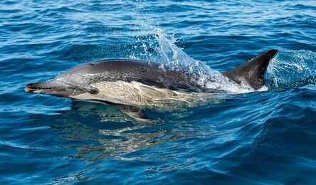 common dolphin breaching during the sardine run, south africa.