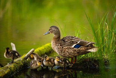 mallard female with little ducklings in a living nature on the river on a sunny day. breeding season in wild ducks. mallard duck with a brood in a colorful spring place. little ducklings with mom duck