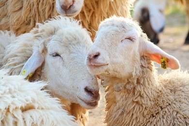 white sheep look is happy