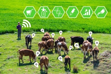 agritech concept showing a herd of dairy cows in a field with farmer accessing selected cows data and statistics wirelessly on a smartphone app.