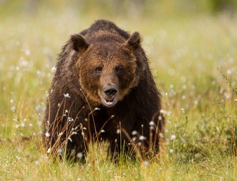 brown bear in swamp, finland