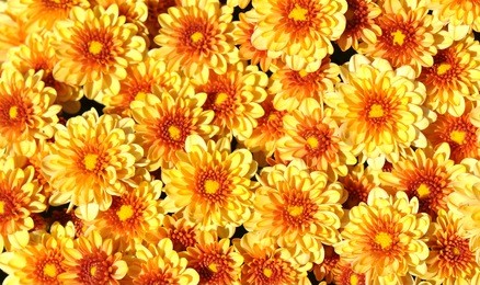 chrysanthemums, autumn floral background