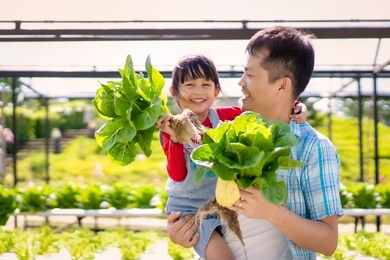 asian father and daughter are helping together to collect the fresh hydroponic vegetable in the farm, concept gardening and kid education of household agricultural in family life style.
