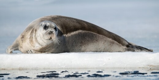 juvenile seal resting on an ice floe. the bearded seal, also called the square flipper seal. scientific name: erignathus barbatus. white sea, russia