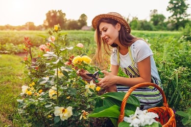 young woman gathering flowers in garden. gardener cutting roses off with pruner for bouquet. summer gardening work