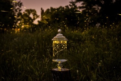 fireflies inside a glass jar on outdoor