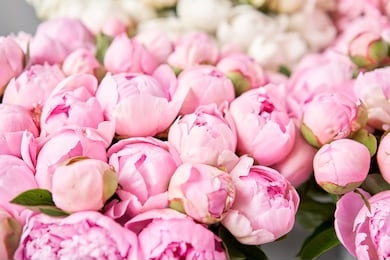 floral carpet or wallpaper. background of pink and white peonies. morning light in the room. beautiful peony flower for catalog or online store. floral shop and delivery concept .