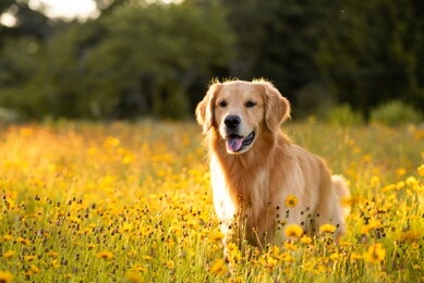 golden retriever in the field with yellow flowers. beautiful dog with black eye susans blooming. retriever at sunset in a field of flowers and golden light.