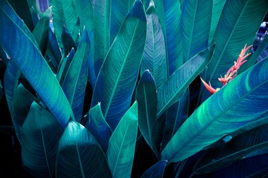 abstract tropical leaves texture background.