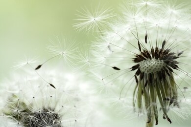 dandelion seeds close up on beide background