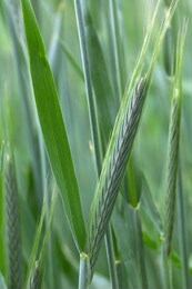 detail of the young green rye spike