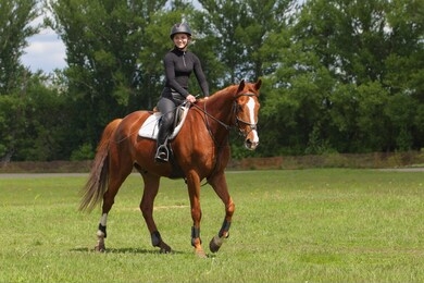 equestrian model girl riding sportive dressage horse in summer fields