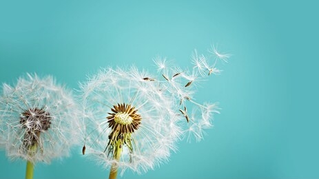 macro dandelion at blue background. freedom to wish. seed macro closeup. goodbye summer. hope and dreaming concept. fragility. springtime. soft focus. macro nature.