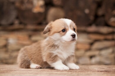 newborn welsh corgi pembroke puppy