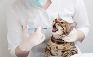 the veterinarian gives the drug to the cat with a syringe. the cat is receiving medication or vaccine. doctor in gloves, hands close-up.