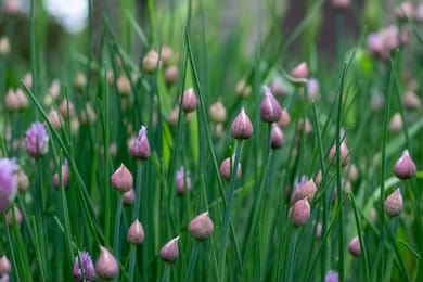 close up view of emerging purple buds and blossoms on edible chives plants (allium schoenoprasum)