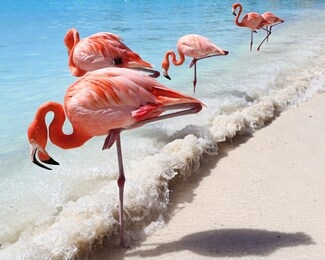sand, sea and flamingos in aruba, caribbean
