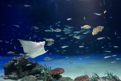 image of a stingray and a fish swimming in an aquarium tank