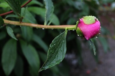 the bud did not bloom peony after the rain. drops of dew on a peony bud.