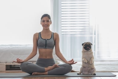 beautiful asian woman practice yoga lotus pose with dog pug breed enjoy and relax with yoga in bedroom at home,recreation exercise with dog at home concept