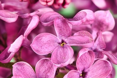 macro image of spring lilac violet flowers, abstract floral background. high resolution photo. full depth of field.
