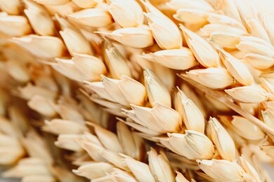 close up of golden wheat as detail background. agriculture concept.
