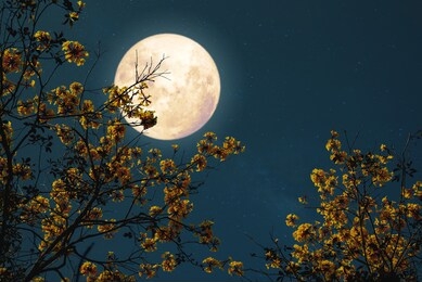 romantic night fantasy with full moon and yellow flower tree.