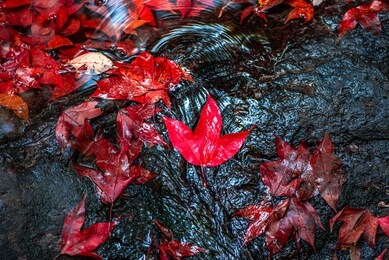maple leaves that fall into a small stream