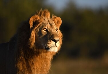 male lion standing proud in golden light