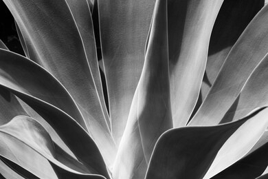 a black and white close-up of the agave attenuata plant's fleshy leaves in the botanical gardens of sydney
