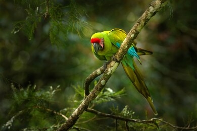 green parrot great-green macaw on tree, ara ambigua, wild rare bird in the nature habitat, sitting on the branch in costa rica. wildlife scene in tropic forest. dark forest with macaw parrot.