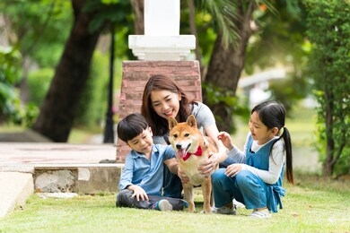 the family has a mother, daughter and son playing with shiba inu dogs in the park. an asian family plays with a shiba inu dog has picnicking in the garden.
